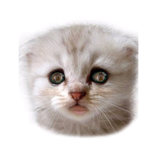 The face of a fluffy white kitten.